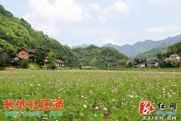 武陵源中湖鄉(xiāng)喊您來看醉人花海(組圖)